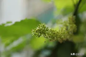 葡萄是怎么开花结果，一步一步大的图片