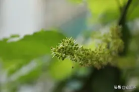 葡萄是怎么开花结果，一步一步大的图片