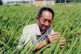 袁隆平：用一颗种子改变世界，身家千亿，却甘愿做个平凡的种田人图片