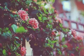 宠爱是基础，也想要被偏爱的星座女，对爱情的想法很崇高图片