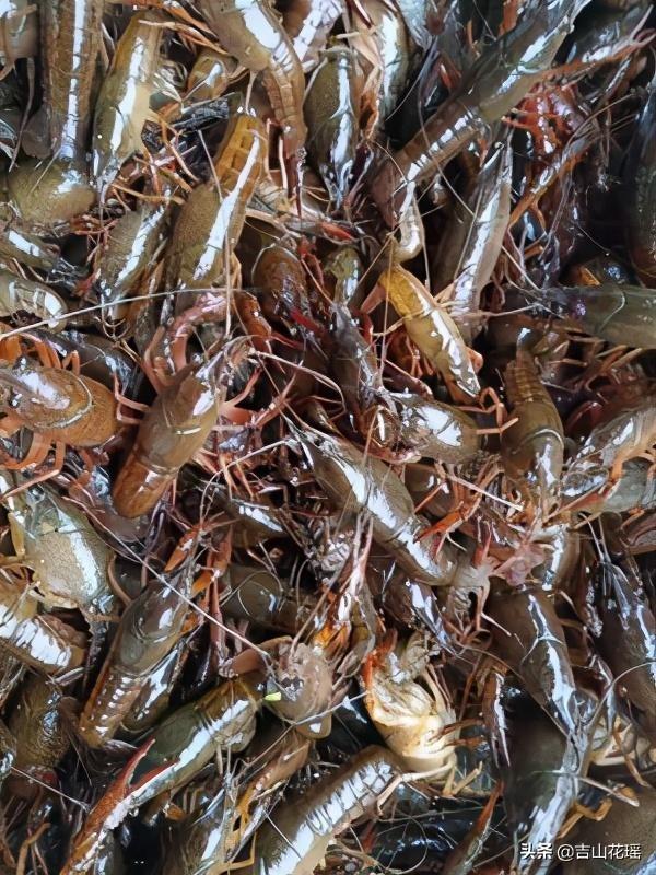 姹熻嫃婧ф按绋昏櫨杞綔鎶€鏈畝浠? onerror=