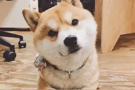 狗狗向你歪头是啥意思？卖萌还是生病了？图片