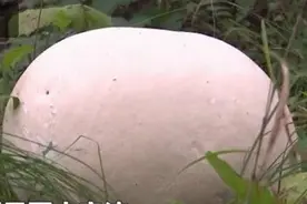 村民雨后进山发现奇特蘑菇，通体雪白大如西瓜，专家：罕见，能吃图片