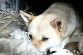 小狗被装麻袋里扔掉，狗妈妈心疼全力解救，接下来画面令人泪目图片