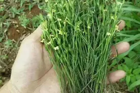 农村有一种野草名叫“独脚金”，非常的稀少，城里几百元一斤收购图片