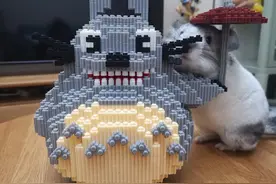 心药说：一分钟告诉你龙猫是猫还是鼠图片