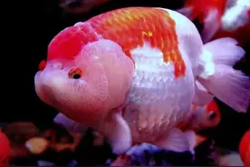 如果雌性金鱼的肚子很大，里面不是屎就是籽，你猜还会有啥？图片