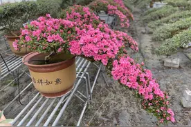正在开花的杜鹃花盆栽直接洗根上盆，看我的操作方法对不对图片