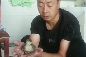 男子网购孔雀蛋精心照料一月，孵出的竟是鸭子！网友：万一是天鹅？图片