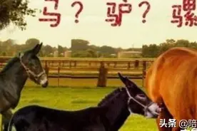 马和驴子做了什么事，为何骡子不能生育？女兽医道出背后“实情”图片
