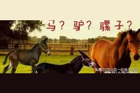 马和驴子做了什么事，为何骡子不能生育？女兽医道出背后“实情”图片