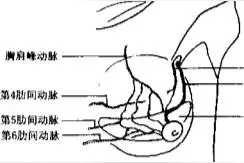 乳房整形：乳房位置及结构图片