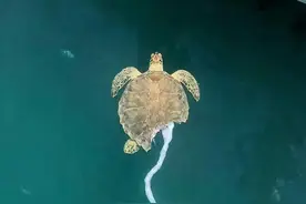 神奇的动物们，海龟被咬掉一大块身体，靠意志力活着图片