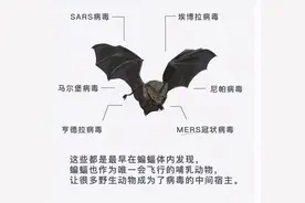 四川德阳惊现大量蝙蝠，当地人吓得不敢出门，这是什么预兆？图片