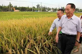 新稻谷涨价了，你那里的稻谷价格是多少？图片