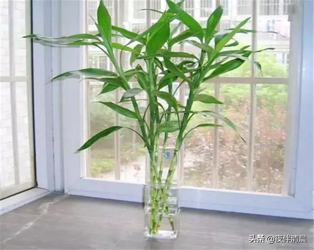 自己在家配置富贵竹营养液，学会这些，让你的富贵竹迅速生长