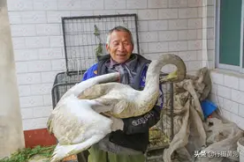 山西6旬大叔沟底放羊捡到受伤大鸟，救治10天后出现神奇1幕图片