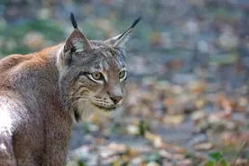 长白山猎人居然上了狼的当 被狼骗进猞猁领地 被迫打死猞猁逃生图片