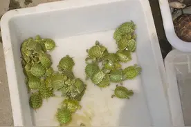 好好的小王八，无良商家就这么瞎霍霍？？？图片