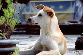 每个人的记忆里，都有过一只中华田园犬图片