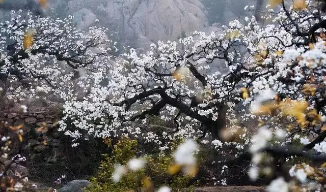 八十五年前评出的“青岛十景”，你知道几个？