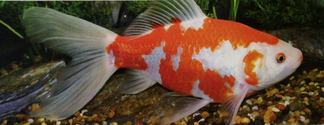 有一种开挂的观赏鱼,生命力变态到你怀疑人生,新手入门首选(红白草金