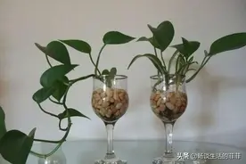 水培绿萝怎么养才能长得好呢？图片