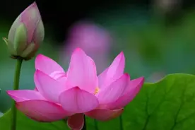 你的委屈，皆是因果图片