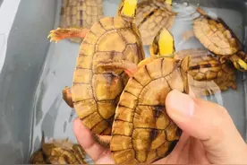 合法养殖名贵龟种的技术与科普宣传图片