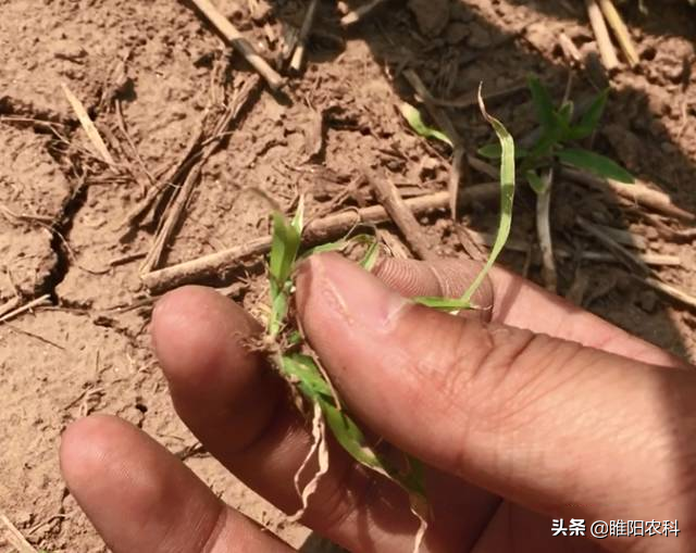鍙堜竴鏂板瀷鐜夌背鐢伴櫎鑽夊墏涓婂競锛岃嫍鏈熻嫍鍚庨€氱敤銆佸揩閫熼櫎鑽夛紝涓夐噸闄よ崏