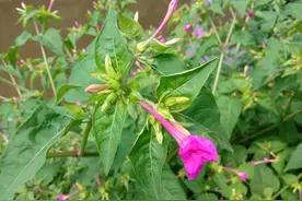 紫茉莉的根有啥用？用它煮水厉害啦，根比花价值高图片