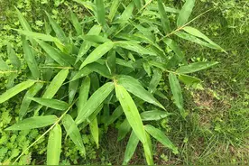 天热上火？其实您仅需要一把竹叶图片