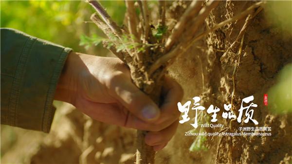 黄芪中氨基酸的含量是怎样的？