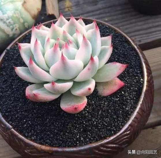 新手吉娃娃攻略（教你养好吉娃娃）