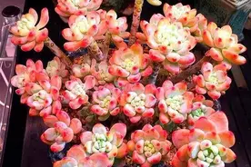 夏养劳尔有“三怕”，避开不烂根，猛窜芽香气浓，40℃也生机勃勃图片