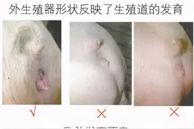 应对非洲猪瘟，猪场日常管理生物安全细节（四）图片