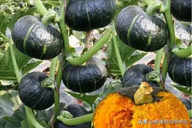 “贝贝南瓜”和“普通南瓜”的“本质区别”有哪些？图片