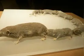 为了生存，动物有不同囤积妙招，不愁吃喝的人为什么也喜欢囤积？图片