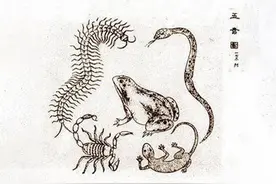 壁虎到底有什么可怕之处？为何古人将其列入“五毒”之一？图片