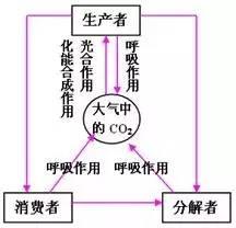 高中生物13大重要规律和公式，暑假好好背