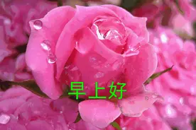 人生百味，各自体会；世间冷暖，喜忧相伴，早安图片