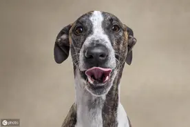 动物模仿秀——出自摄影师的独特设计图片