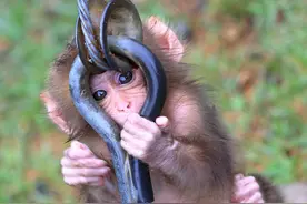 没想到这些可爱的小猴子，在进食前竟然会有这样的习惯，真有趣图片