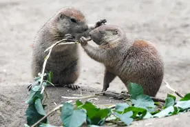 爱亲吻的土拨鼠是建造地下宫殿的高手，过穴居生活，你见过吗？图片