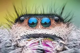 蜘蛛结网很常见，蜘蛛有眼睛吗？几个图片