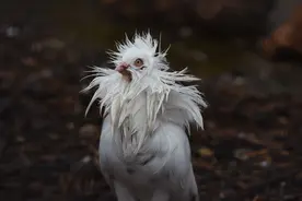 一只被雨水浸泡的雅各宾鸽子图片