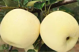 苹果界的土豪金：黄金奶油富士，刚吃第一口就被征服了，你吃过吗图片