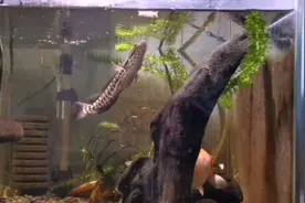 小伙儿养黑鱼，训练吃人工饲料