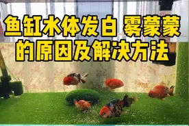 干货分享，鱼缸水体发白、雾蒙蒙的原因分析及解决方法视频封面