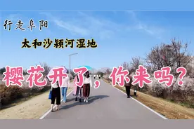 行走阜阳  太和沙颍河湿地公园樱花开了